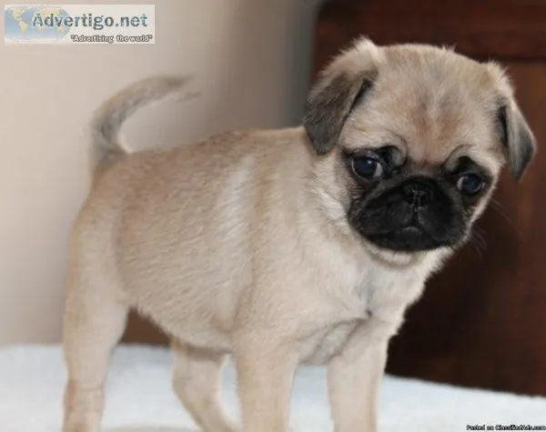 Health Guarantee Pug Puppies For Sale