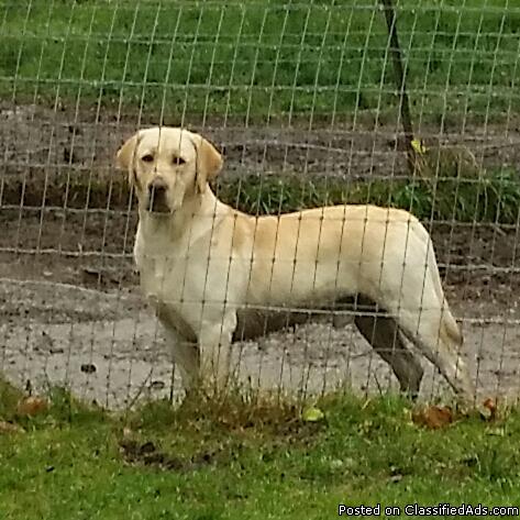 AKC Yellow Labrador Stud for hire.