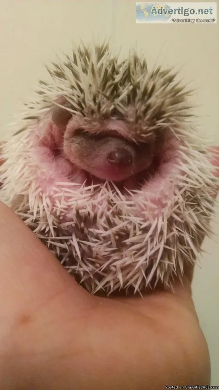 Baby hedgehogs to good home