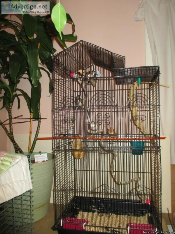 CAGE WITH FLOCK OF FINCHES 65.