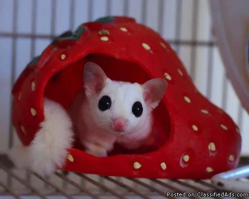 Xmass Sugar Gliders Now Available For Sale