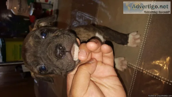 American pitbull terriers for sale