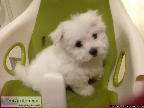 Good and lovely 2 White maltese puppies looking for a new home