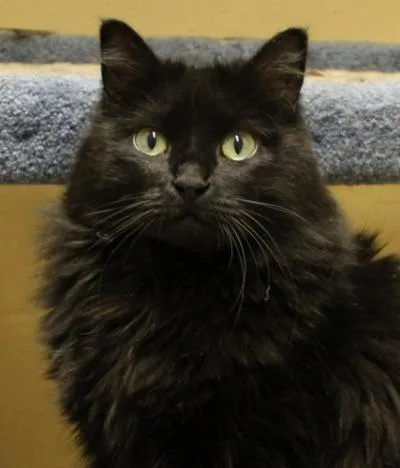 Bonnie - Female Cymric