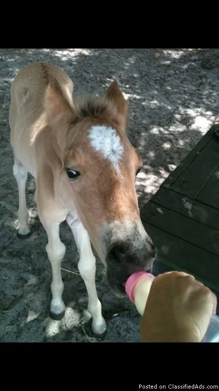 Kiddie Town Party Ponies