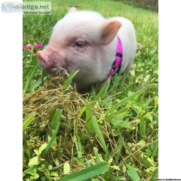 Mini Micro Pig Female