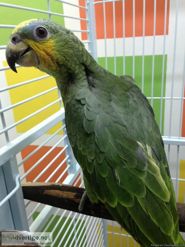 Baby Orange Winged Amazon Parrot Just Weaned