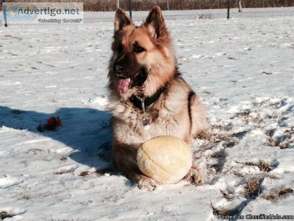 KING SHEPHERD STUD SERVICE