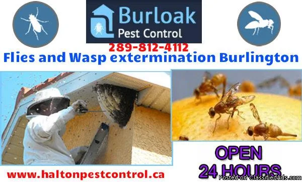 Flies and Wasp extermination Burlington