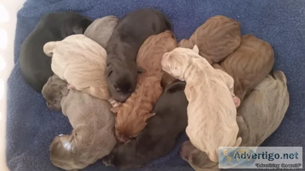 LABRADOR PUPPIES AKC