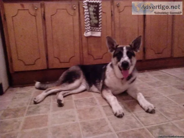 CKC Panda German Shepherd puppy female 6 months