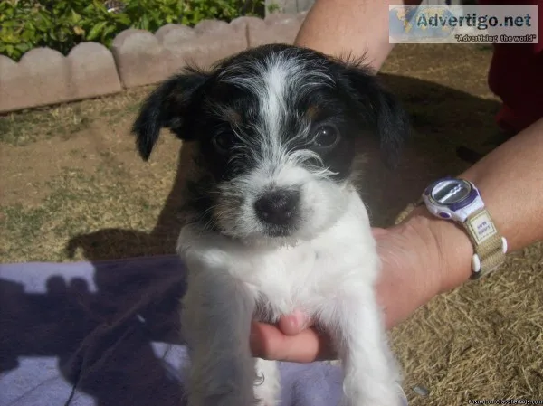 Shih-tzu  chihuahua
