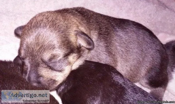 Miniature Schnauzer Puppies