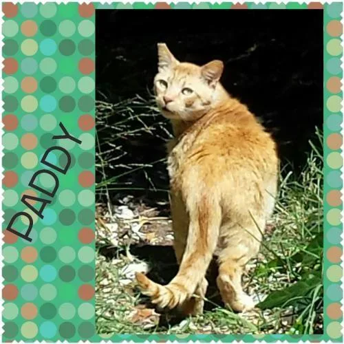 Paddy - Male Domestic Shorthair