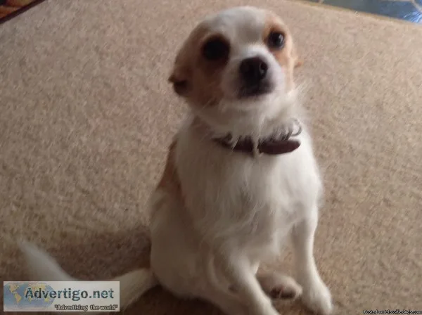 Lost Dog
