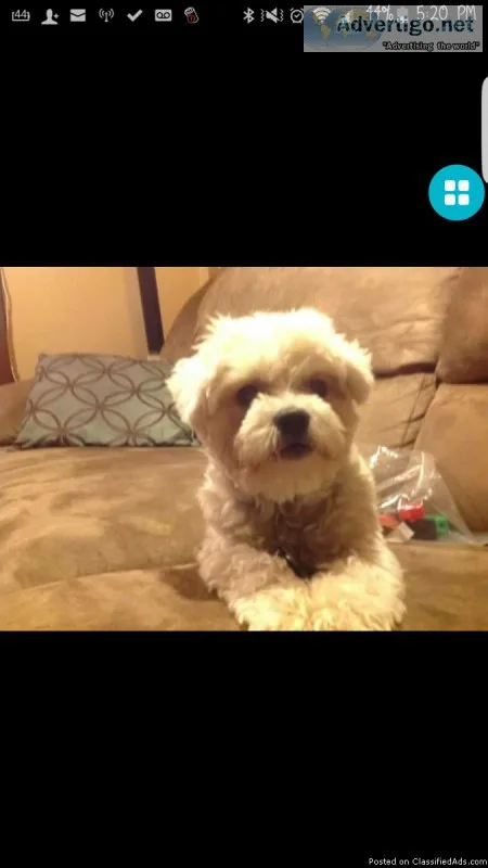 Miss dog