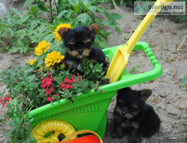 PT TODDLER TEACHER INFANT CAREGIVER AND PT PRESCHOOL