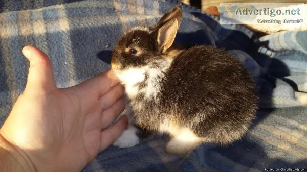 Netherland Dwarfs