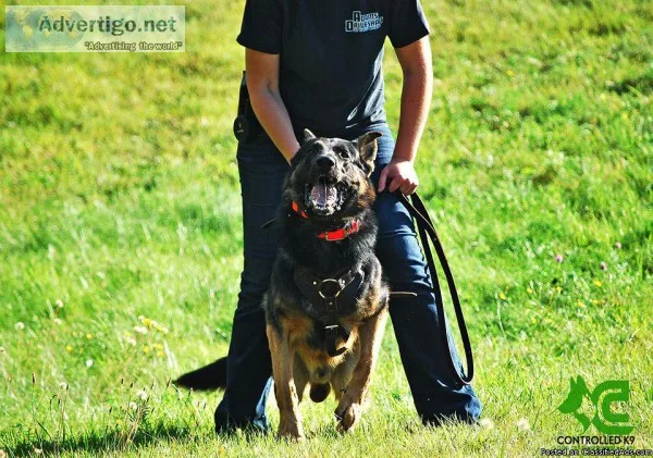 Police Canines  ( K9 ) Personal Protection Dogs and Trained Pets
