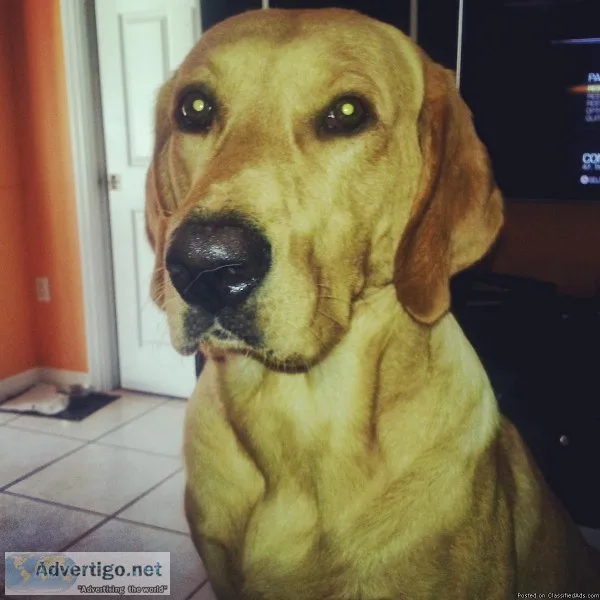 Looking for a Female Labrador for my Male Labrador