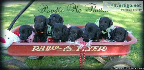 F1 Black Therapy Labradoodles