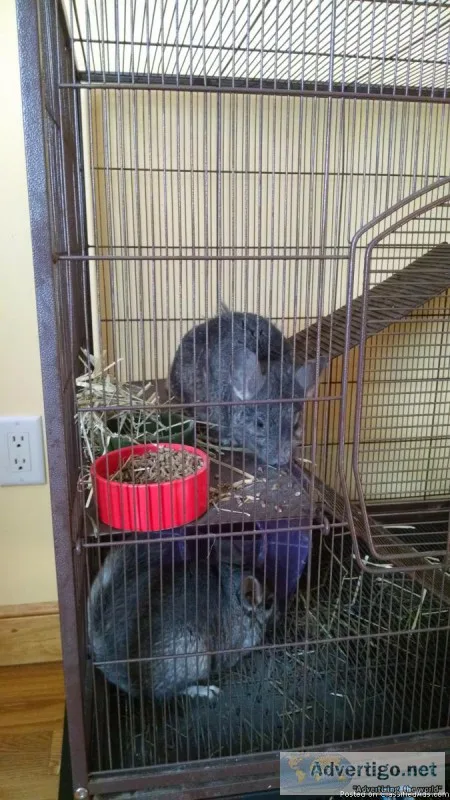 2 chinchillas for sale