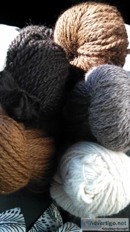 Alpaca Heard for Sale
