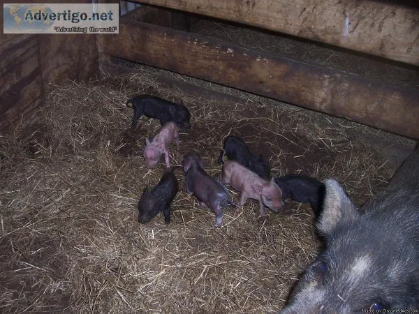 red poke a dot mini pot belly piglets
