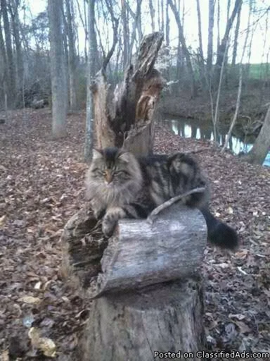 LOST PART MAINE COON CAT