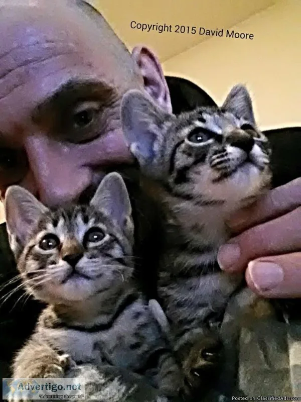 TICA REGISTERED SAVANNAH KITTENS AVAILABLE (Bellefontaine)