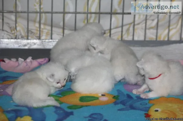 Pure Bred Ragdoll Kittens TICA Reg