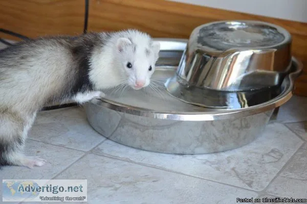 2 ferrets and multi-level cage