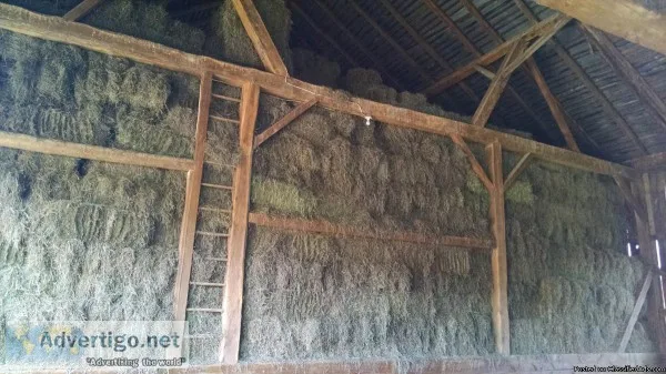 Hay For Sale  Orchard Grass  Horse Hay