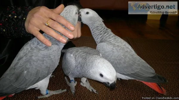 parrot breeders offering Macaws African greys cockatoo.