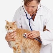 Emergency Animal Hospital Mississauga-Bristol Veterinary Hospita