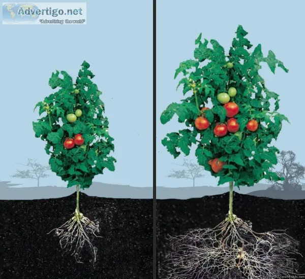 Mycorrhizae for your gardenhouse plants