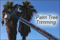  Palm Tree Service - Central Florida 