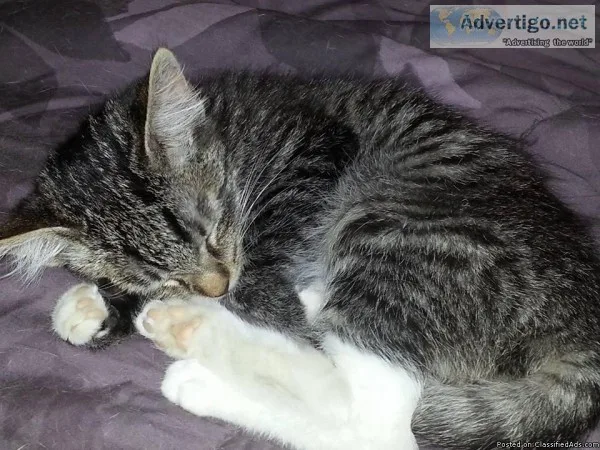 Fostered Kittens - North Fontana