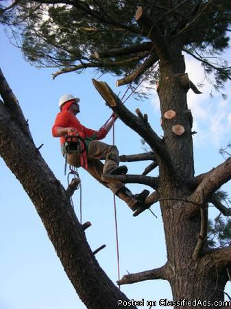 Tree RemovalTrimming Service- Conroe Tx- Licensed and Insured
