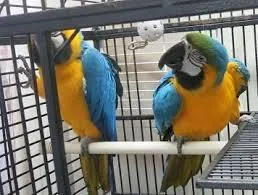Talking Macaw parrots ready.