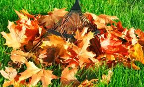 JAYS CUTS- LEAF REMOVAL- GUTTER CLEANING