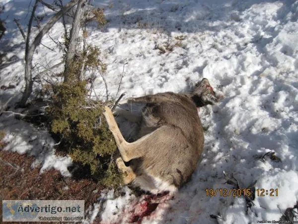 Please help solve Evanston poaching cases