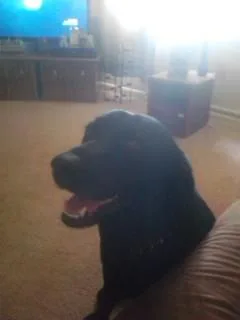 free black lab