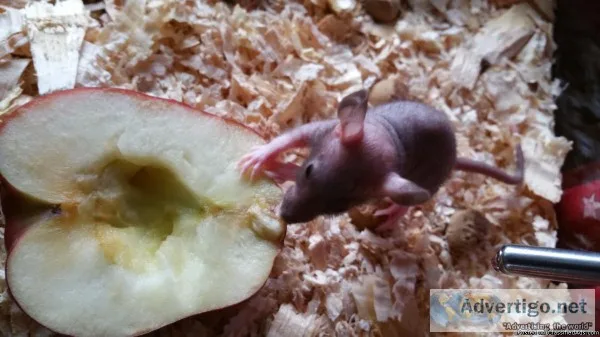 Hairless Rats Blue