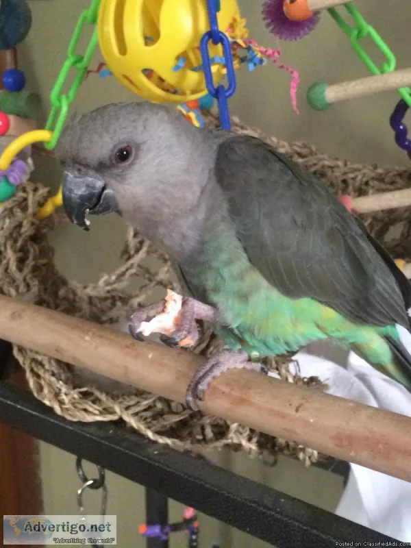Lost Bird