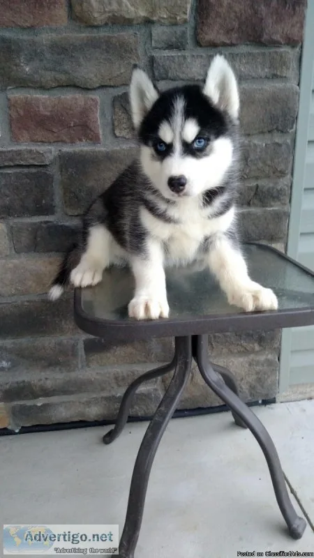 Jax ICA Husky