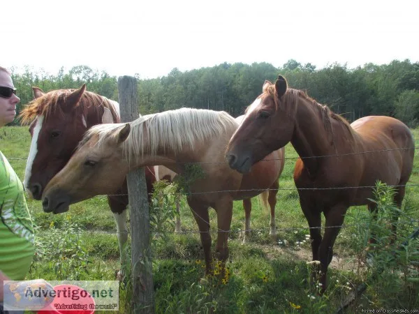 3 Horses for Sale