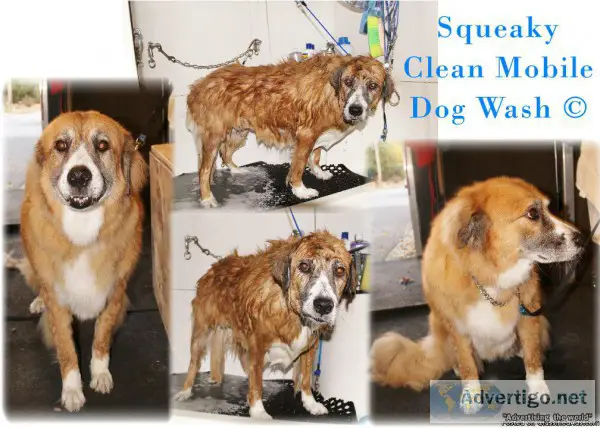 Squeaky Clean Mobile Dog Wash