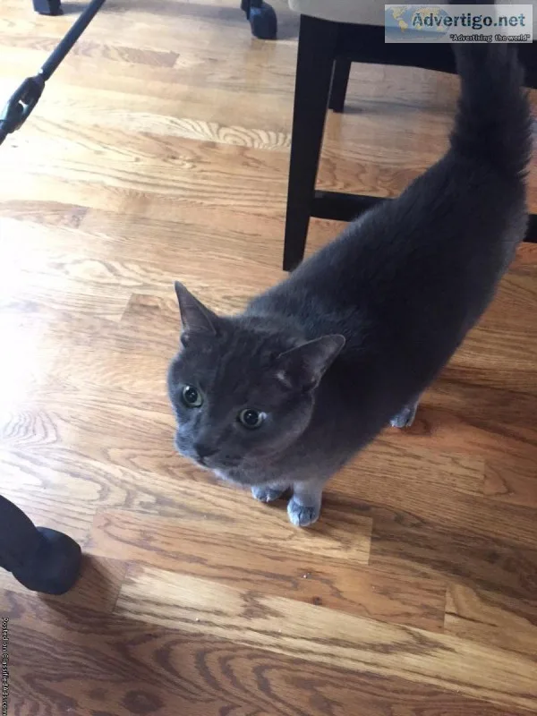 Free Cat-plus 100 given for food and other needs for her