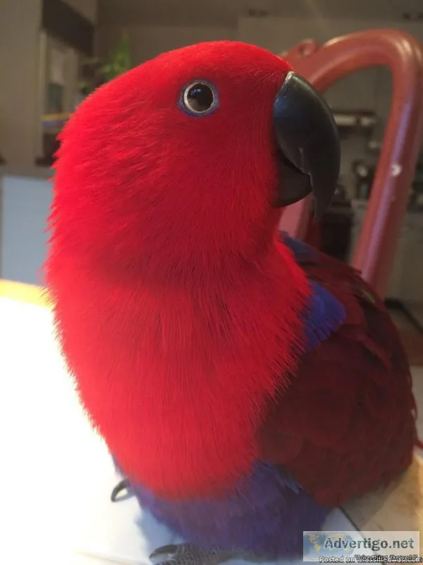Solomon Island Eclectus